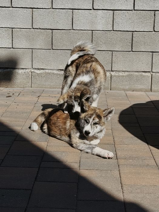 акіта іну, хлопчик шукає родину