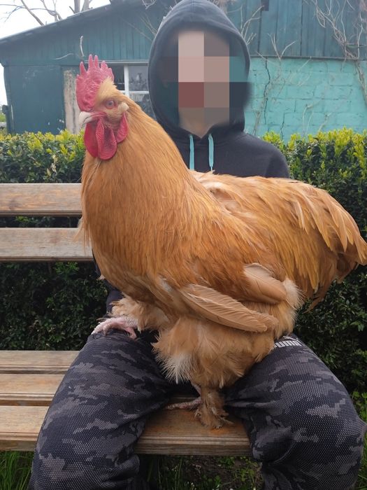 Продам півників кохінхін