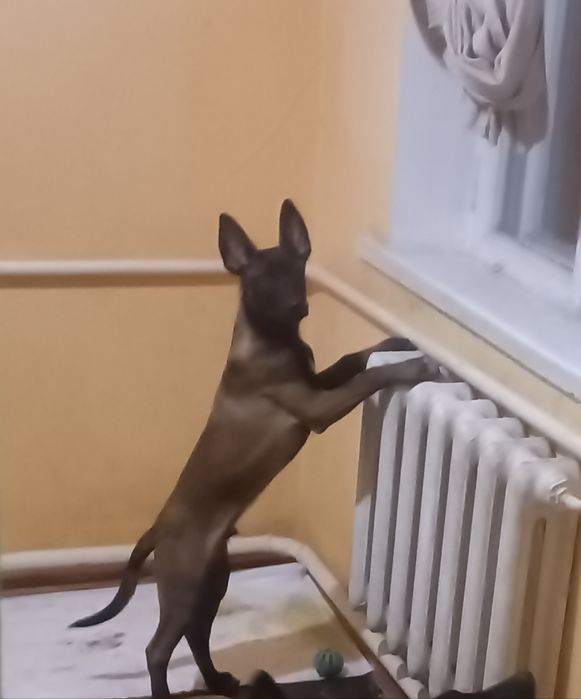 Малинуа Найкращі цуценя бельгійскої вівчарки