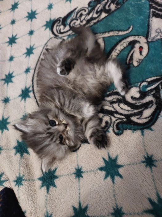 Кошенята шукають дім.