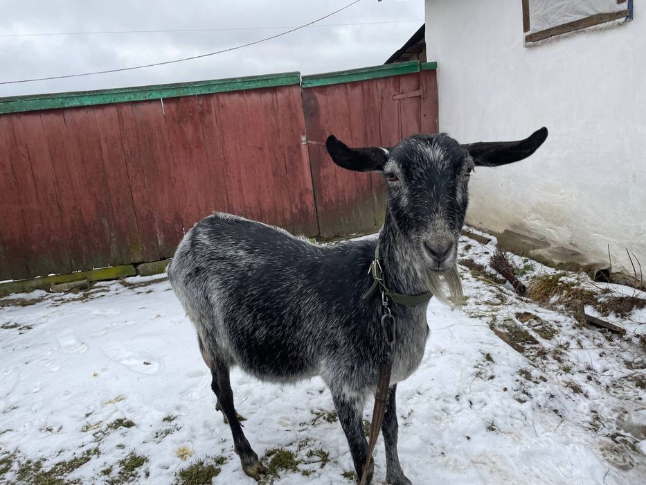 Продам гарну молоду козу