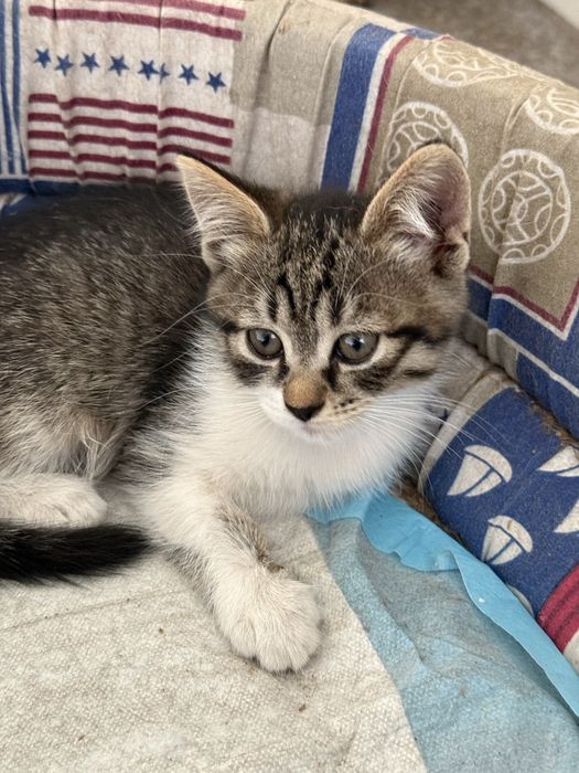 Потрібен дім Нужен дом котенку Серая пепельная кошечка