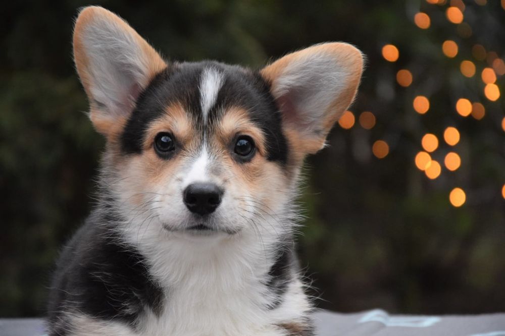 Цуценя вельш Коргі Пемброк.