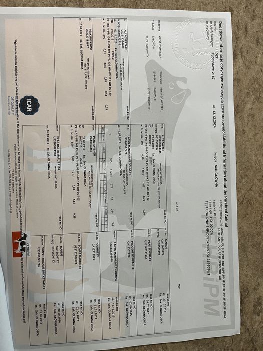 Buhaje rozpłodowe po zarodkach z USA