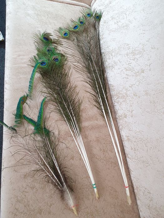 Перья индийского павлина