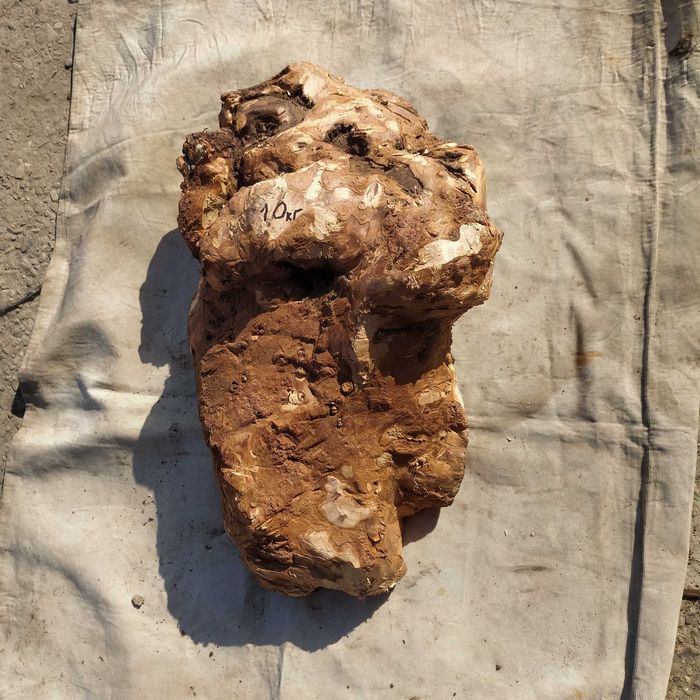 Кап , сувель вільхи та липи