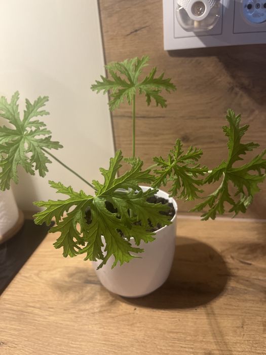 Geranium Anginka