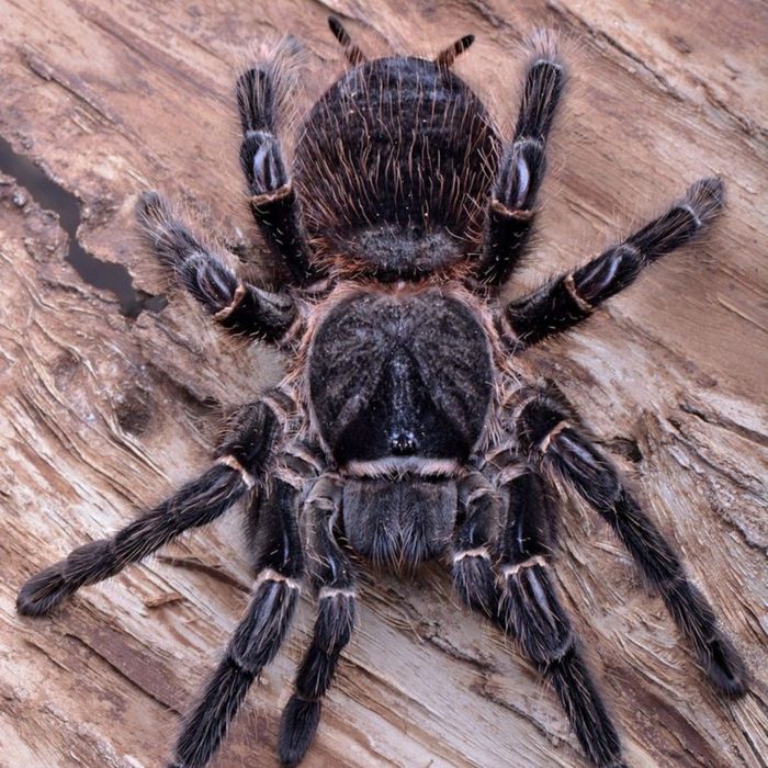 Ptasznik Lasidora Parachybana 6DC Samica