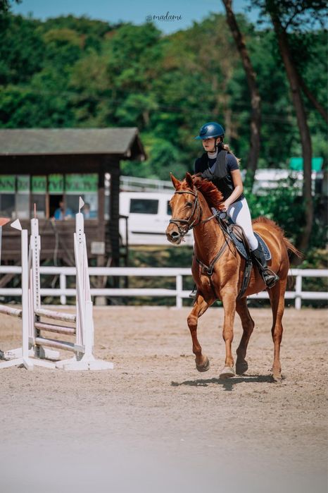 Urodziwa klacz profesor