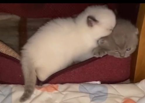 Шотландские котята в поисках любящей семьи