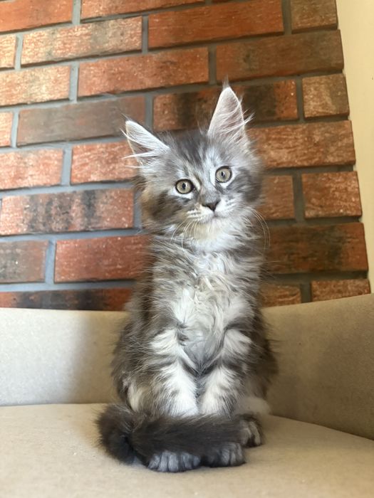Kotka Maine coon