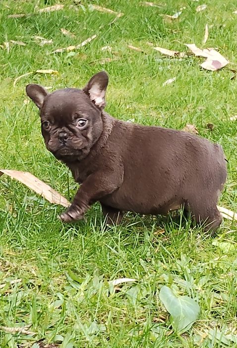 Bulldog Francês Chocolate, mesmo chocolate