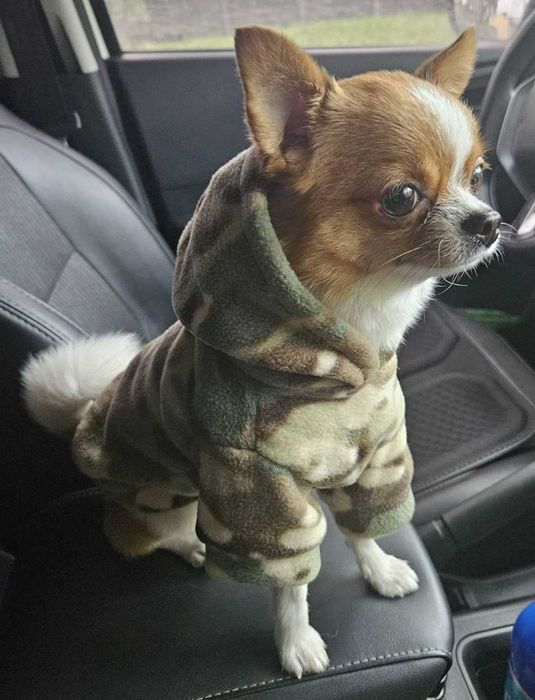 В'язка  чихуахуа міні стандарт