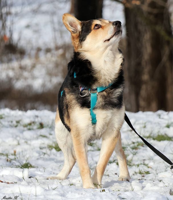 Słodki, niewielki kundelek do adopcji! Poznaj jego cudowne imię.