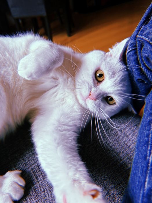 Pet nanny pet sitter passeios e cuidados