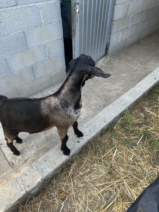 Cabrito macho de bom porte