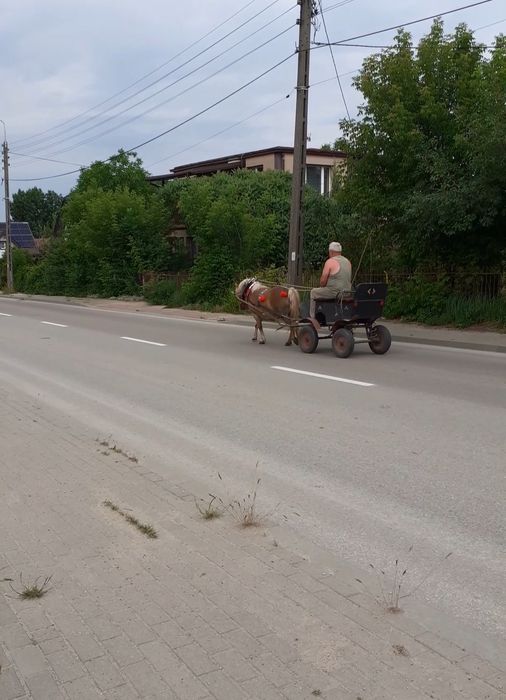 Sprzedam klacz kucyka .