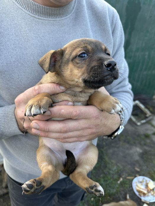 В добрі руки дівчатка