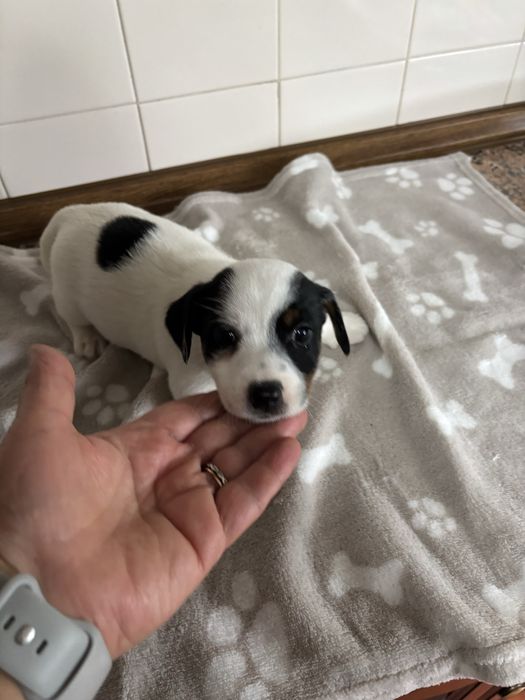 Jack Russell macho pelo curto