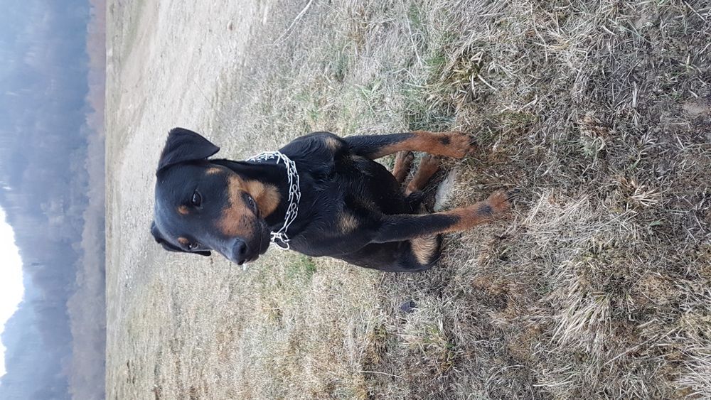 Ягдтер'єр (ягдтерєр) в'язка...