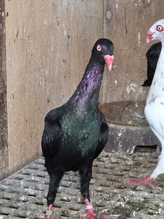 Czarne duńskie lotne