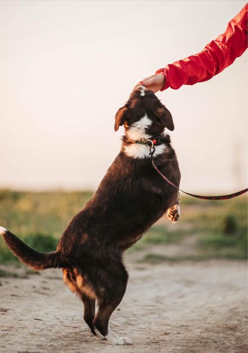 Отдаем бесплатно в добрые руки