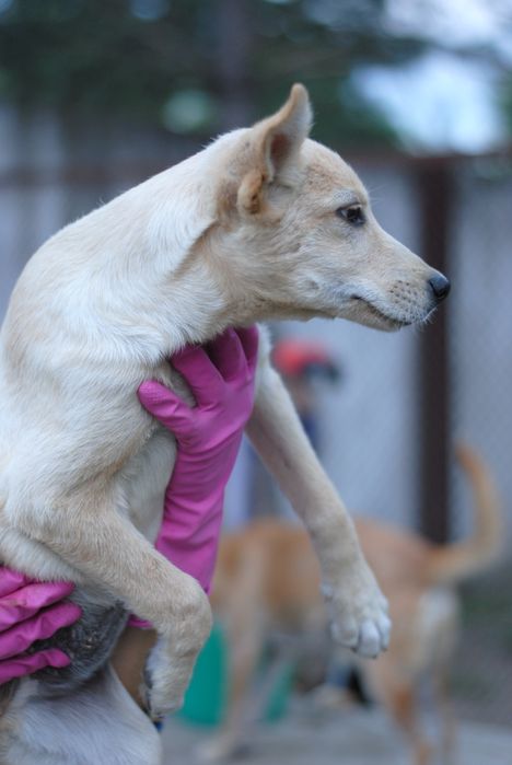 Різновікові цуцики в добрі руки
