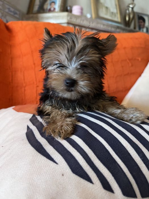 Yorkshire terrier femea miniatura excelente