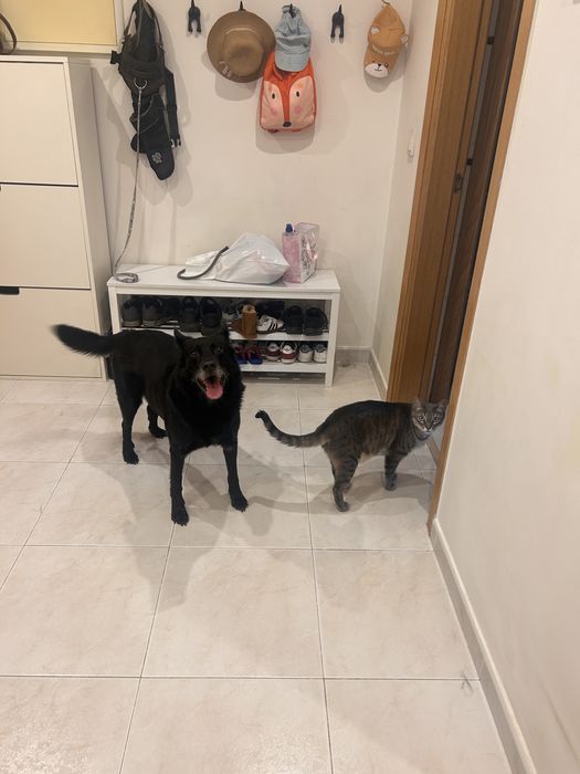 Assistente Veterinaria faço Pet sitting