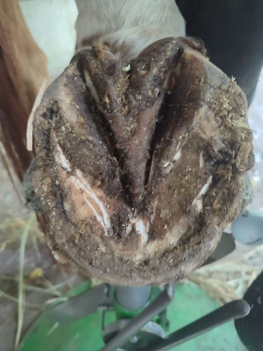 Werkowanie kopyt koni