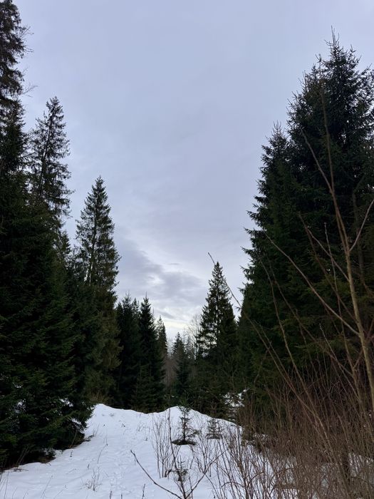 Ділянка в Карпатах біля річки ( Кривопільський перевал )