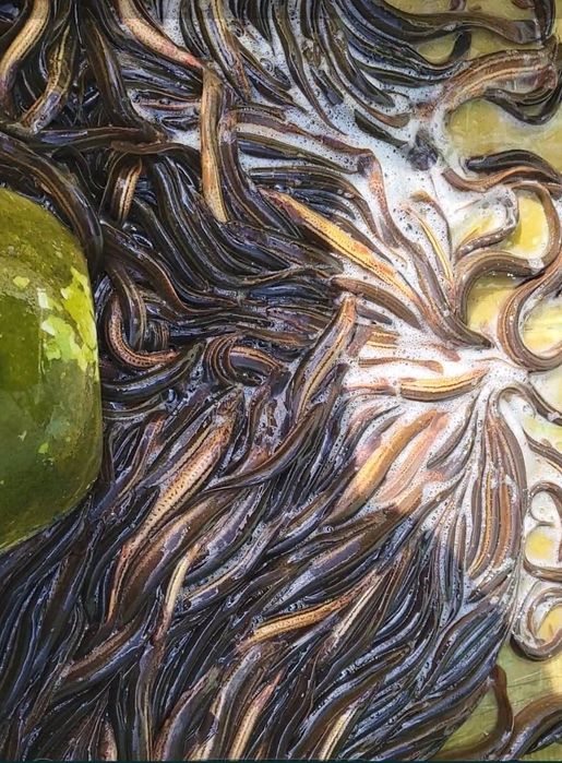 Продам в'юна для розведення.