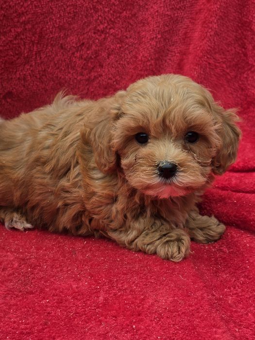Maltipoo  z metryką