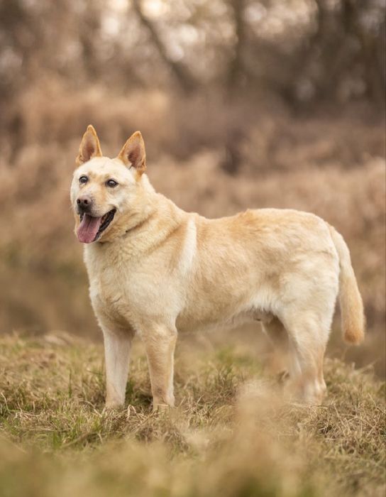 Lablador ze szpiczastymi uszami do adopcji