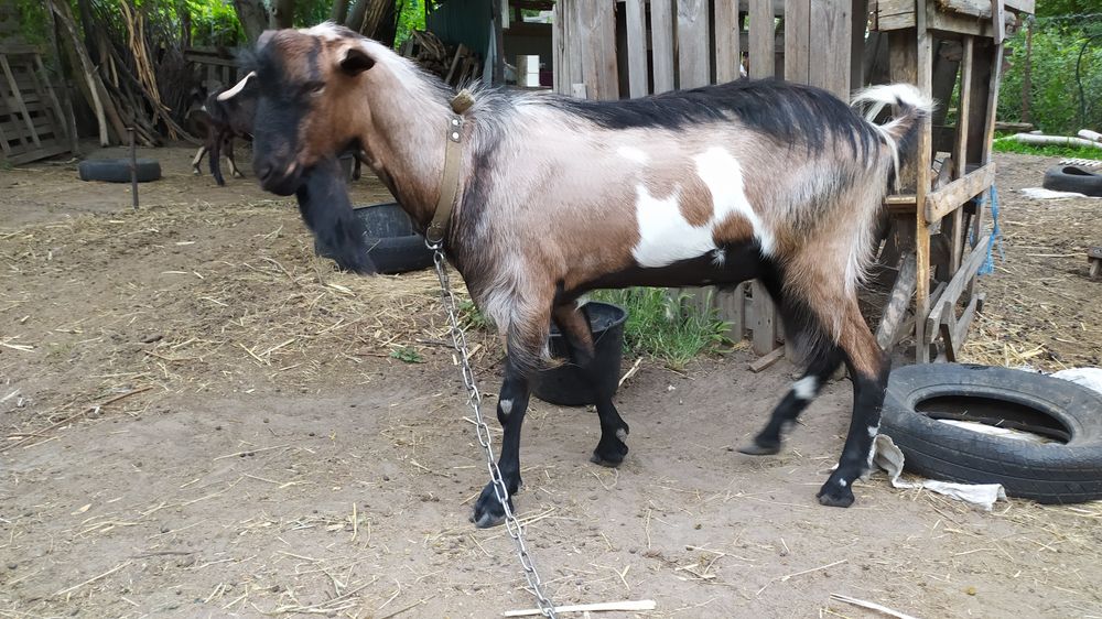 Козёл покрытие случка вязка