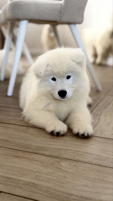 Samoyed, samojed, szczeniak po rodzicach ZKwP, FCI, Kraków