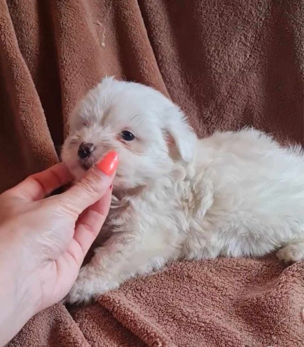 Estupendo Bichon Maltes de Qualidade
