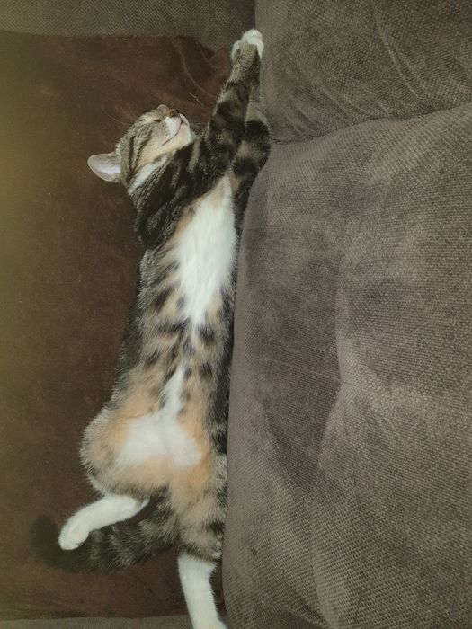 Zginęła Kotka 30.01.22 w Białczu