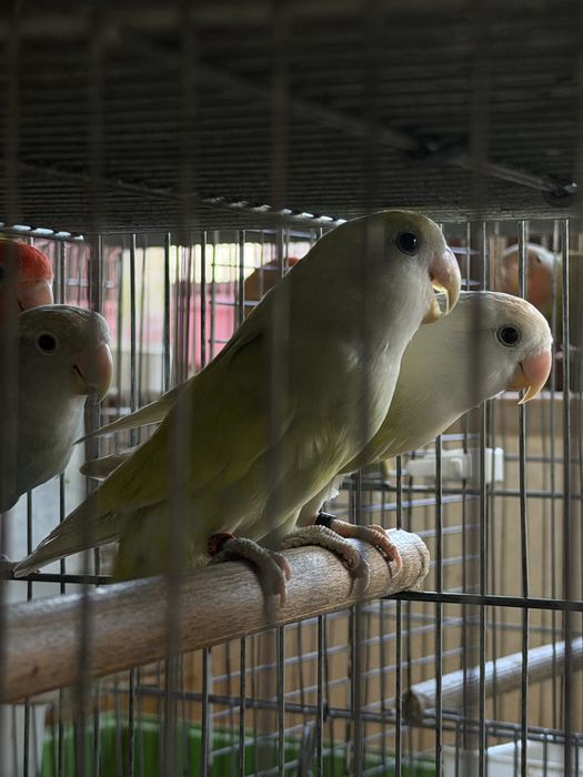 Agapornis de todos os estilos!