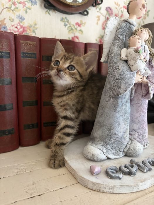 Європейське короткошерстне кошеня  (метис)
