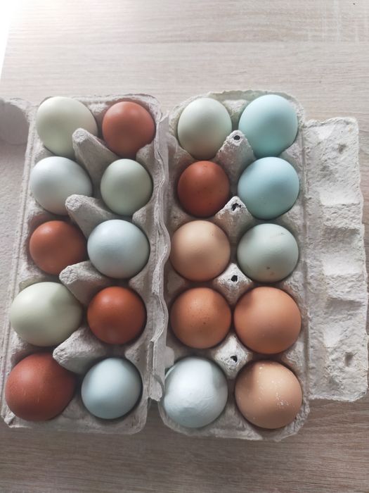 Kolorowe jajka lęgowe