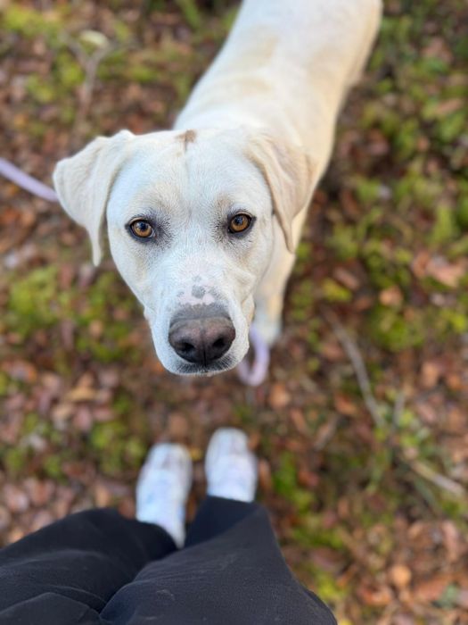 Czuła sunia w typie labradora – szuka jedynego domu