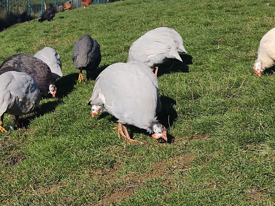 Perliczki tegoroczne