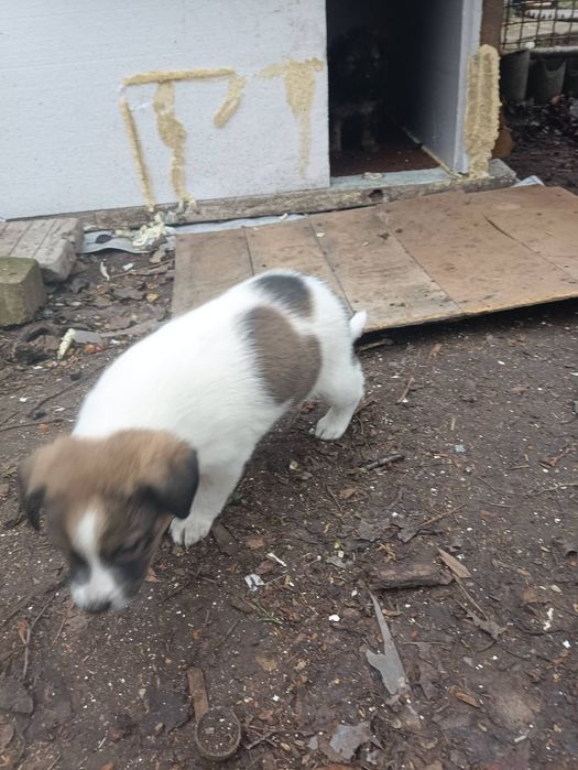 Щенки Лобрадора.