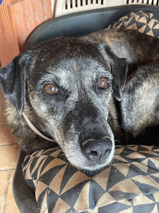 Jane- a cadela mais antiga do abrigo!