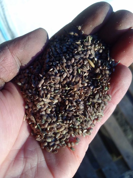 seradela dopłaty sprzedam nie łubin