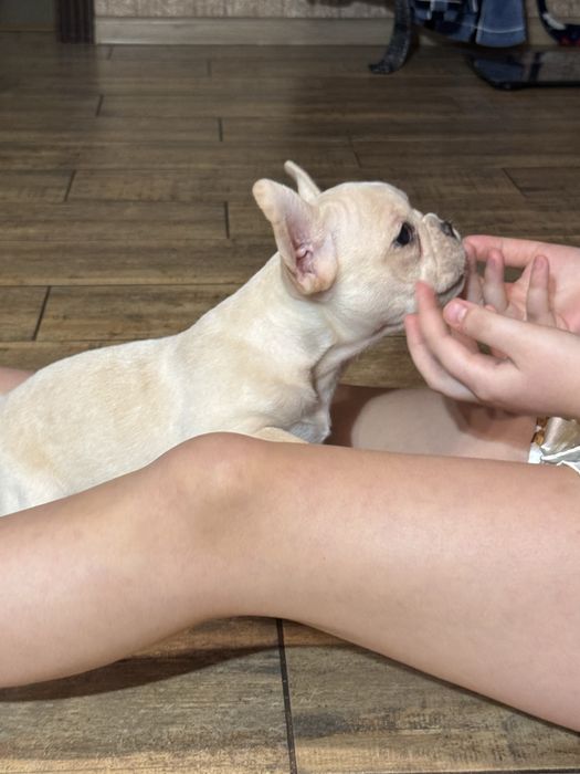 Мальчик кремовый .1,5 мес