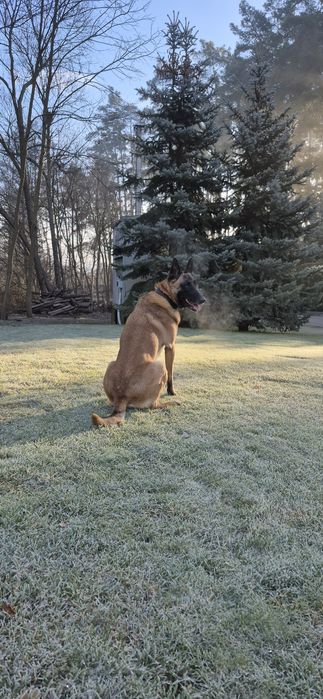Вязка. Кобель малінуа. Бельгійська вівчарка