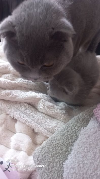 Femea scottish fold blue