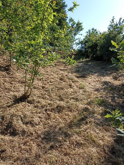Terreno de 1000m2 Urbanizável